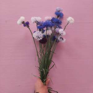 Flowers: **Fresh Cornflowers - Bachelor's Buttons** Long stems