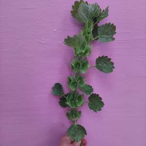 ***Fresh Bells of Ireland*** First of the season**