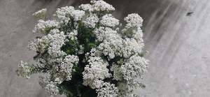 Flowers: White Riceflower