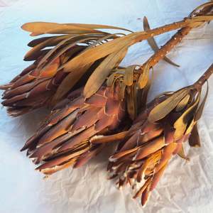 Dried Protea