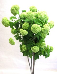 Viburnum Snowball * Green * Bu 5 * <5cm * 60-79cm