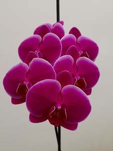 Phalaenopsis Stems * Hot Pink with White Edge * AVAILABLE NOW
