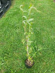 Twisted willow***Amazing foliage*** Fast growing*** hardy in most soils