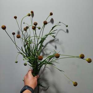 Flowers: Helenium Autumn Lollipop** Spray Free*** long stems***