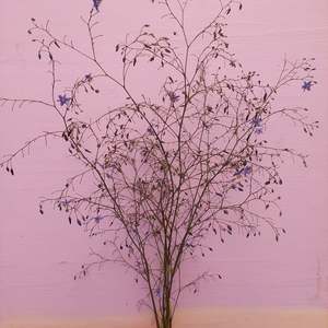 Flowers: Blue Flax Lilly- Dianella- Great foliage** blue fine flowers