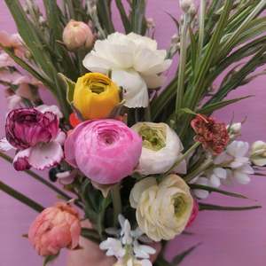 Flowers: Mixed colour ranunculus stems