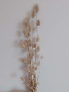 Direct: Fresh Bunny Tail grass