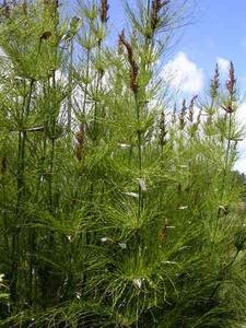 Direct: Elegia (Restio Grass) * Green * Bu 10 * 70-79cm * $5.50 Per Bunch + GST