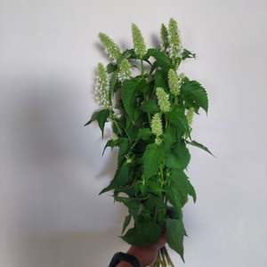 White Anise stems **** 10 bunch Long stems** Great aroma and colour
