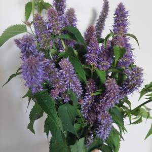 Purple Anise stems **** 10 bunch Long stems** Great aroma and colour