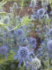 Flowers: Eryngium Blue Glitter stems**** 10 bunch stems**