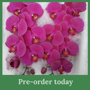 Direct Fresh Flowers: Phalaenopsis Stems * AVAILABLE NOW