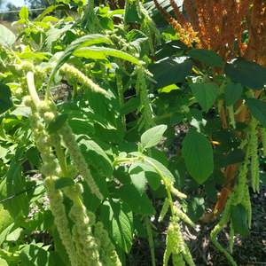 Amaranth green tails** fresh tendrils *** bright lime green