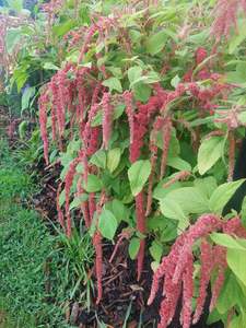 Amaranth coral fountain** fresh tendrils *** bright coral