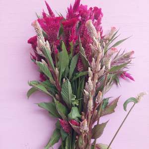 Direct: Celosia hot pink and soft pink webbed mix stems