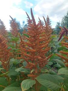 Direct: Celosia Coffee** Bright coffee/soft brown stems***Spray free***