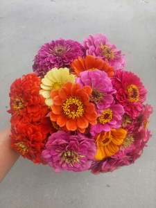 Zinnia stems**** stunning bright mix of colours***Spray free***