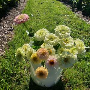 White Zinnias** Spray Free**