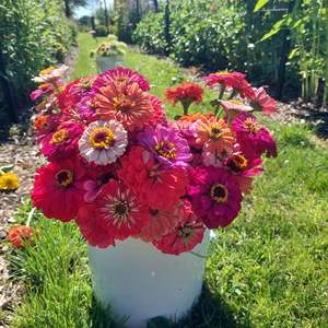 Red and deep purple Zinnias** Spray Free**