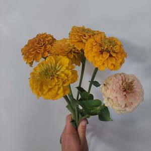Yellow Zinnia Mix- Brights and soft pale yellows, creams** Spray Free**
