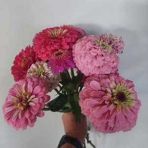 Zinnia Pinks mix***Spray free*** dusky softs and bright pinks