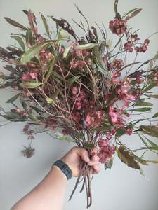 Purple Ake ake foliage ** maroon foliage***