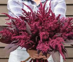 Amaranth pygmy torch - Deep maroon- great for structure
