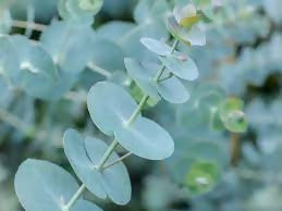 Silver Dollar Eucalyptus foliage- 10 stems
