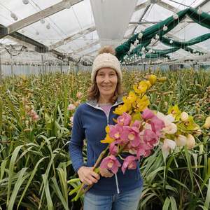 Cymbidium # 16 stem Mixed colour box