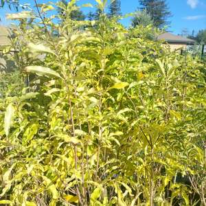 Lemonwood Pittosporum native foliage plants