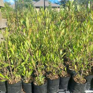 Ake ake -Green native foliage plants