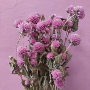 Direct: Pink Gomphrena 20 stems