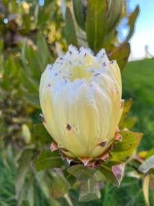 Protea - Almond Frost x 15 , 60cm stem