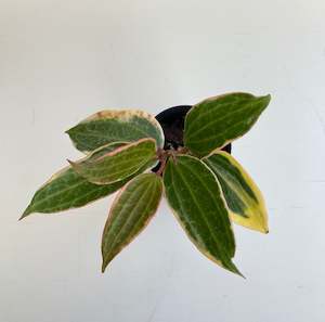 Indoor Plant: Hoya Macrophylla Albo