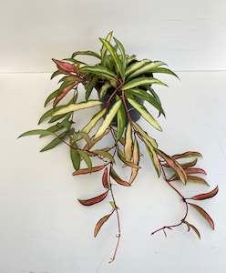 Hoya: Hoya Wayetii Variegated