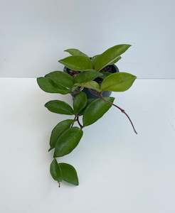 Hoya: HOYA CARNOSA 'SNOWBALL'