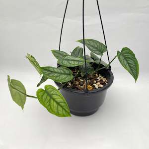 monstera: Monstera Siltepecana