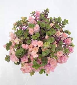 House Plant: Pink Callisia repens - Pink Bubbles