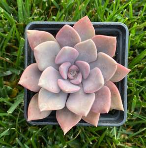 Succulent: Graptoveria Debbie