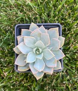 Echeveria Prunella