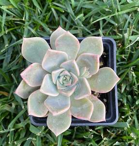 Succulent: Echeveria Pretty in Pink