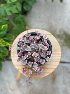 Indoor Plants: Variegated Chain of Hearts - Ceropegia woodii variegated - 13cm hanging basket