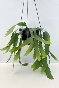 Indoor Plants: Snowdrop Cactus - Lepismium houlletianum