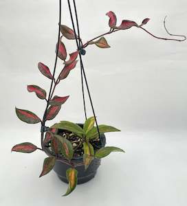 Indoor Plants: Hoya Rubra