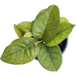 Indoor Plants: Hoya Fungi