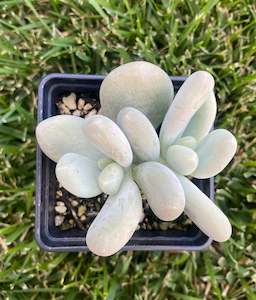 Succulents: Pachyphytum Oviferum Moon Stone
