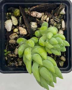 Succulents: Donkey's Tail - Sedum morganianum