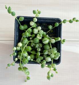 Succulents: String of Pearls Variegated