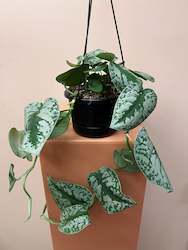 Scindapsus Exotica