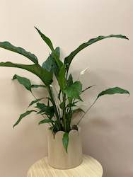Potted Plants: Peace Lilly in scalloped pot
